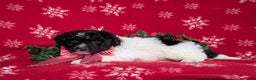 Mini Bernedoodle dogs for sale: Andre Hypoallergenic Ready for Christmas - Ad 4