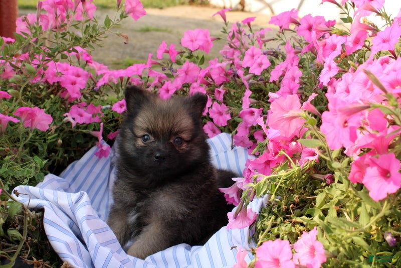 Pomeranian dogs Creed - Ad 1