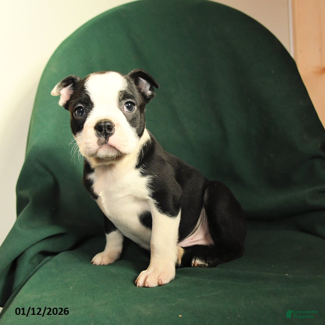Boston Terrier dogs for sale: Falcon - Ad 4