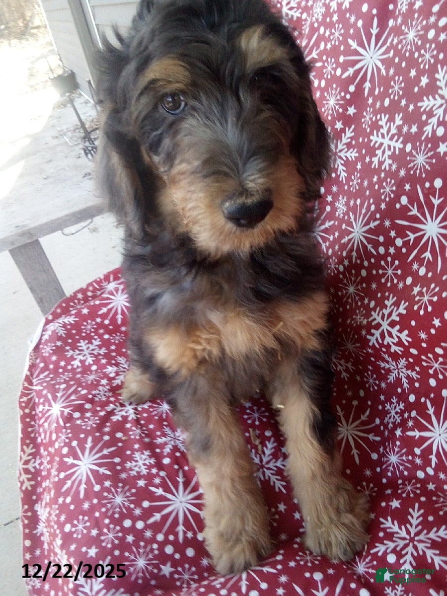 Goldendoodle dogs Meggie - Merle - Ad 1