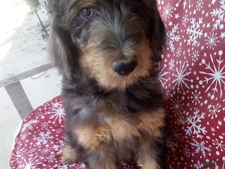 Goldendoodle dogs Meggie - Merle - Ad 1