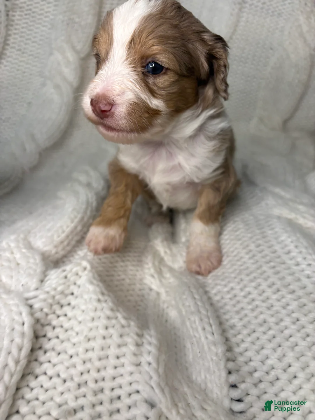 Mini Aussiedoodle dogs for sale: Mini Aussiedoodle Puppy 3 - Ad 5