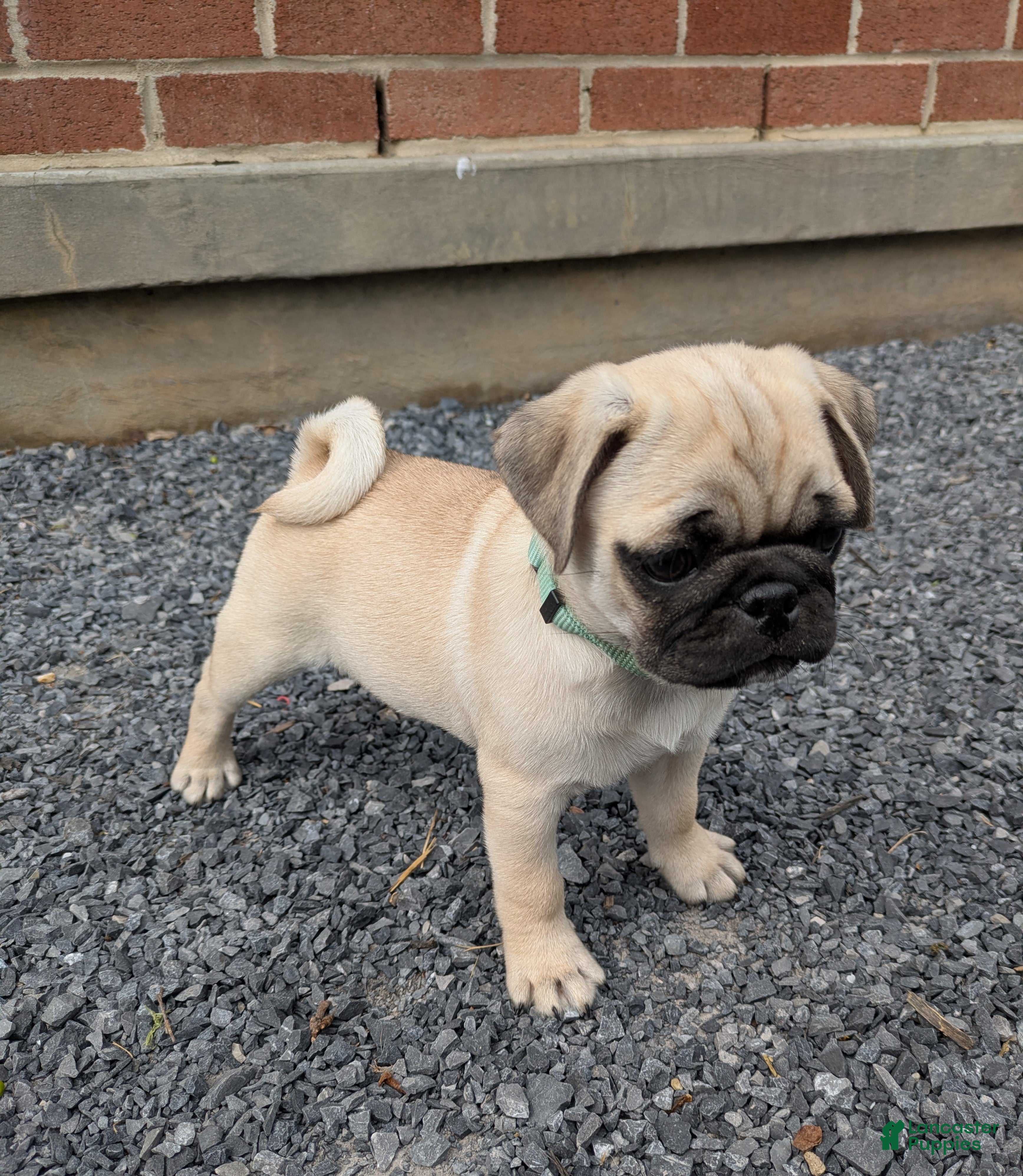 Pug dogs Laker - Ad 2