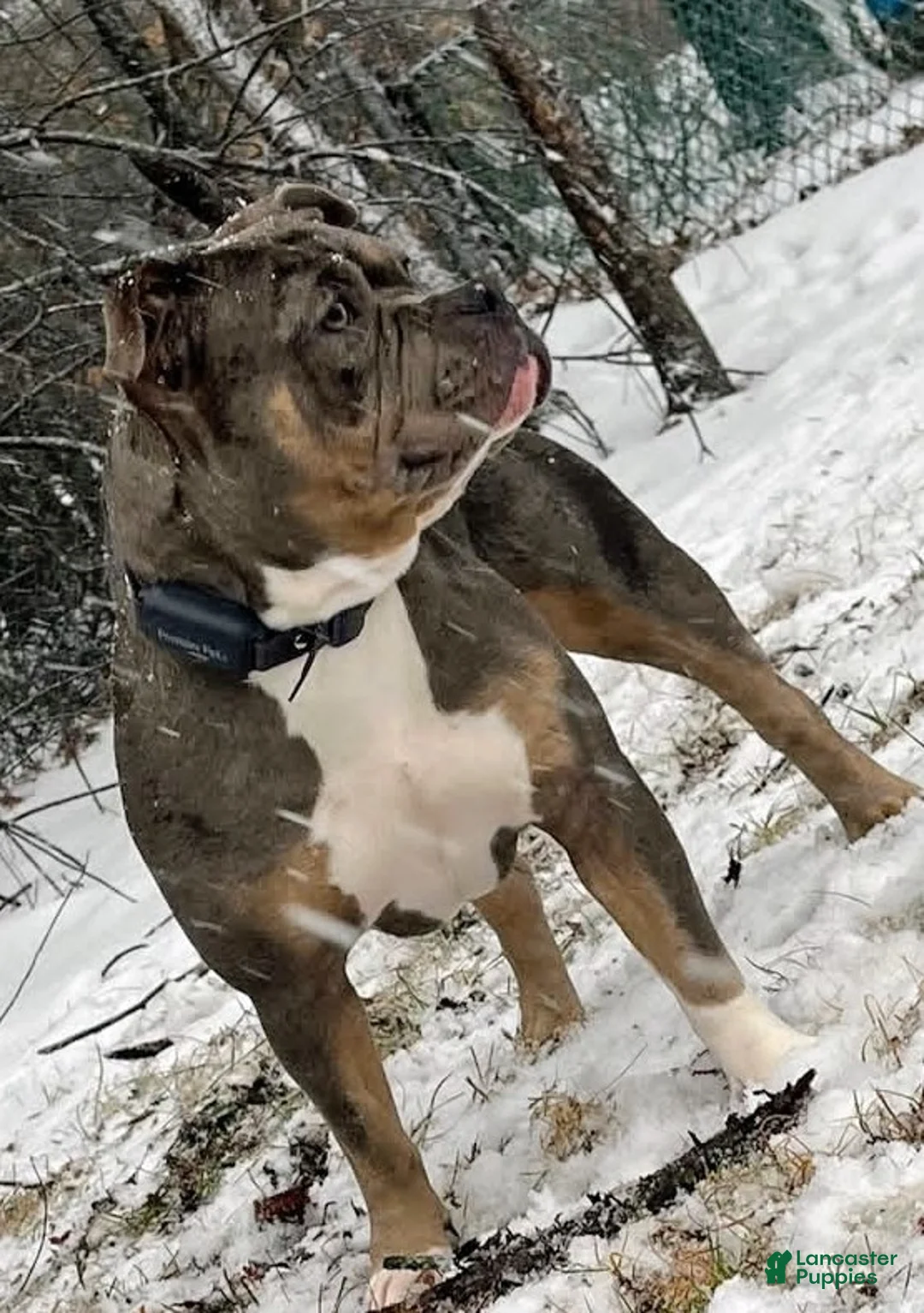 American Bully dogs for sale: 5 Month Old ABKC American Bully – GrCh Bloodline – Thick & Compact - Ad 4