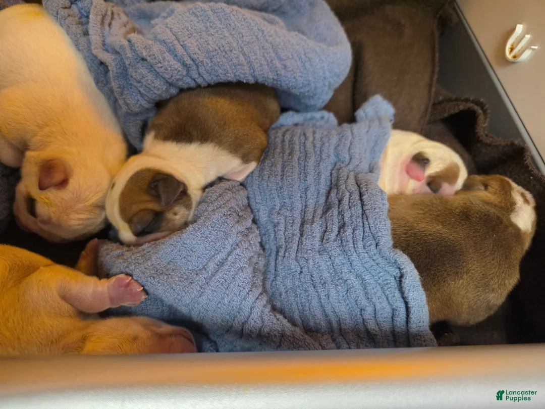 English Bulldog dogs for sale: English Bulldog 3 - Ad 5