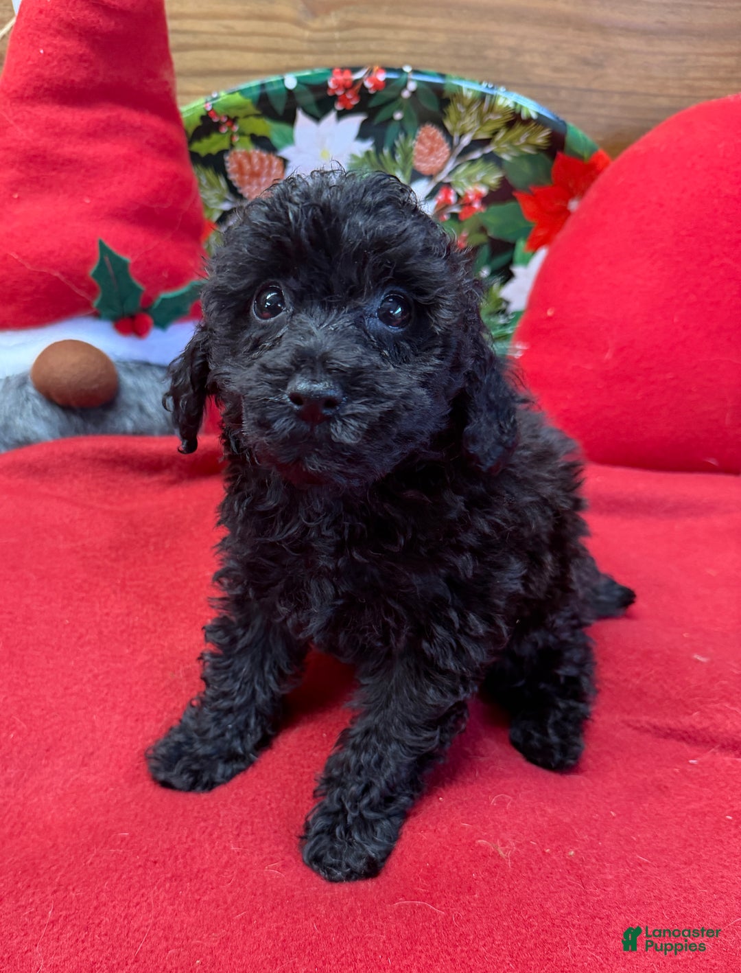 Toy Poodle dogs for sale: Inky - Ad 3