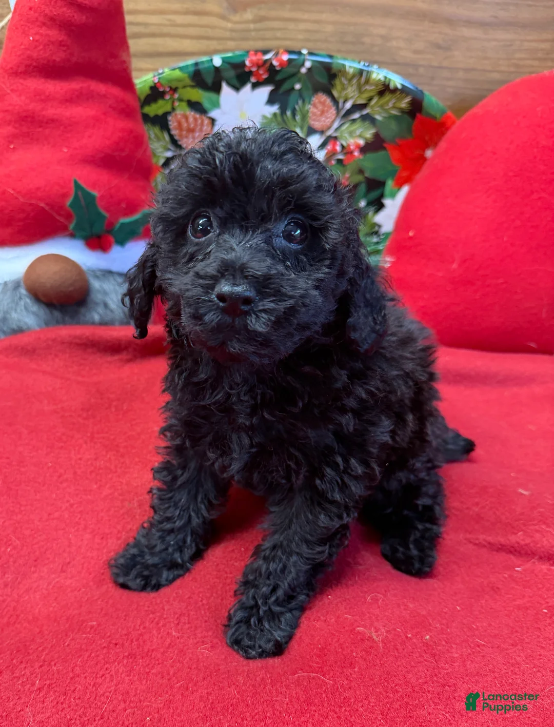 Toy Poodle dogs for sale: Inky - Ad 3
