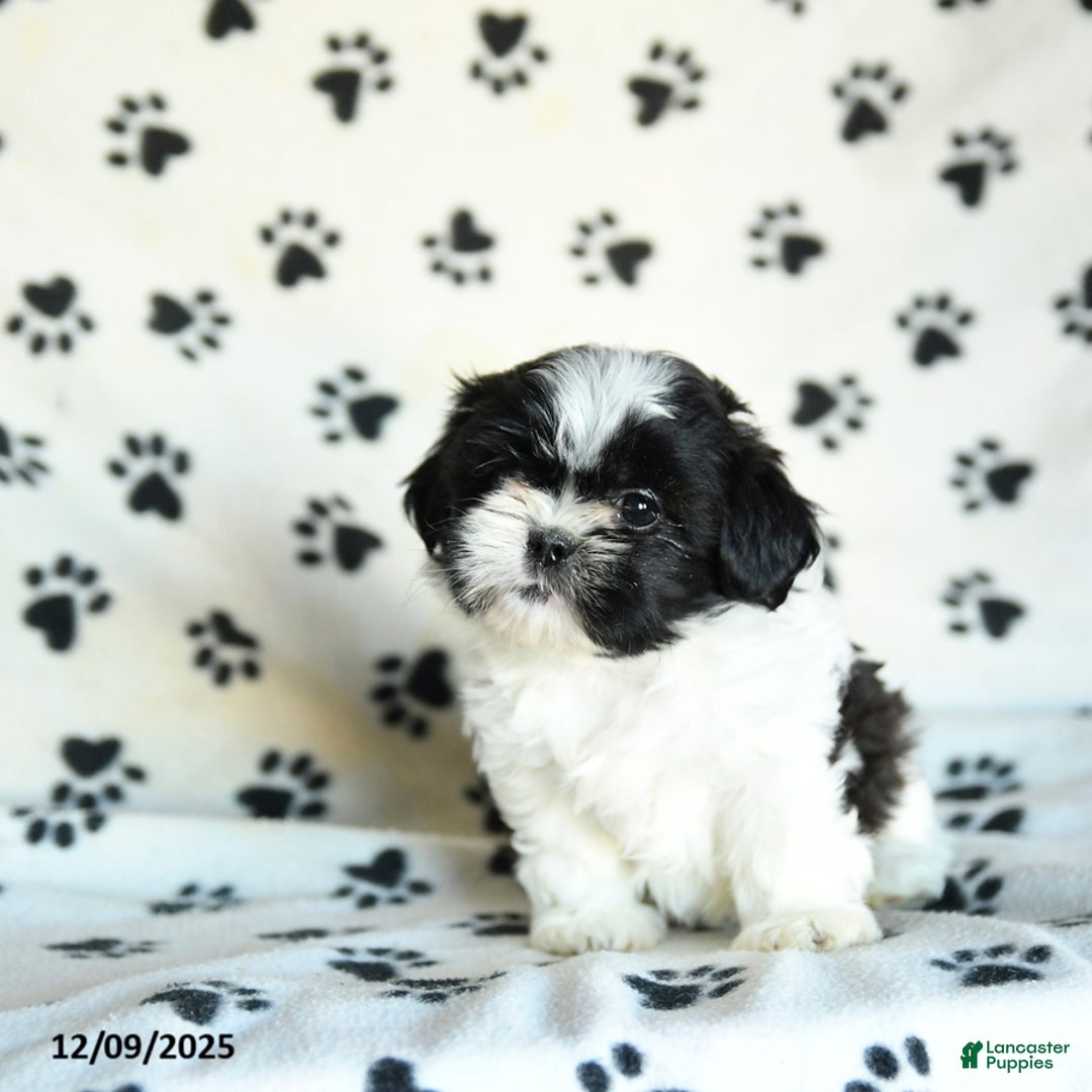 Shih Tzu dogs for sale: Nugget - Ad 5