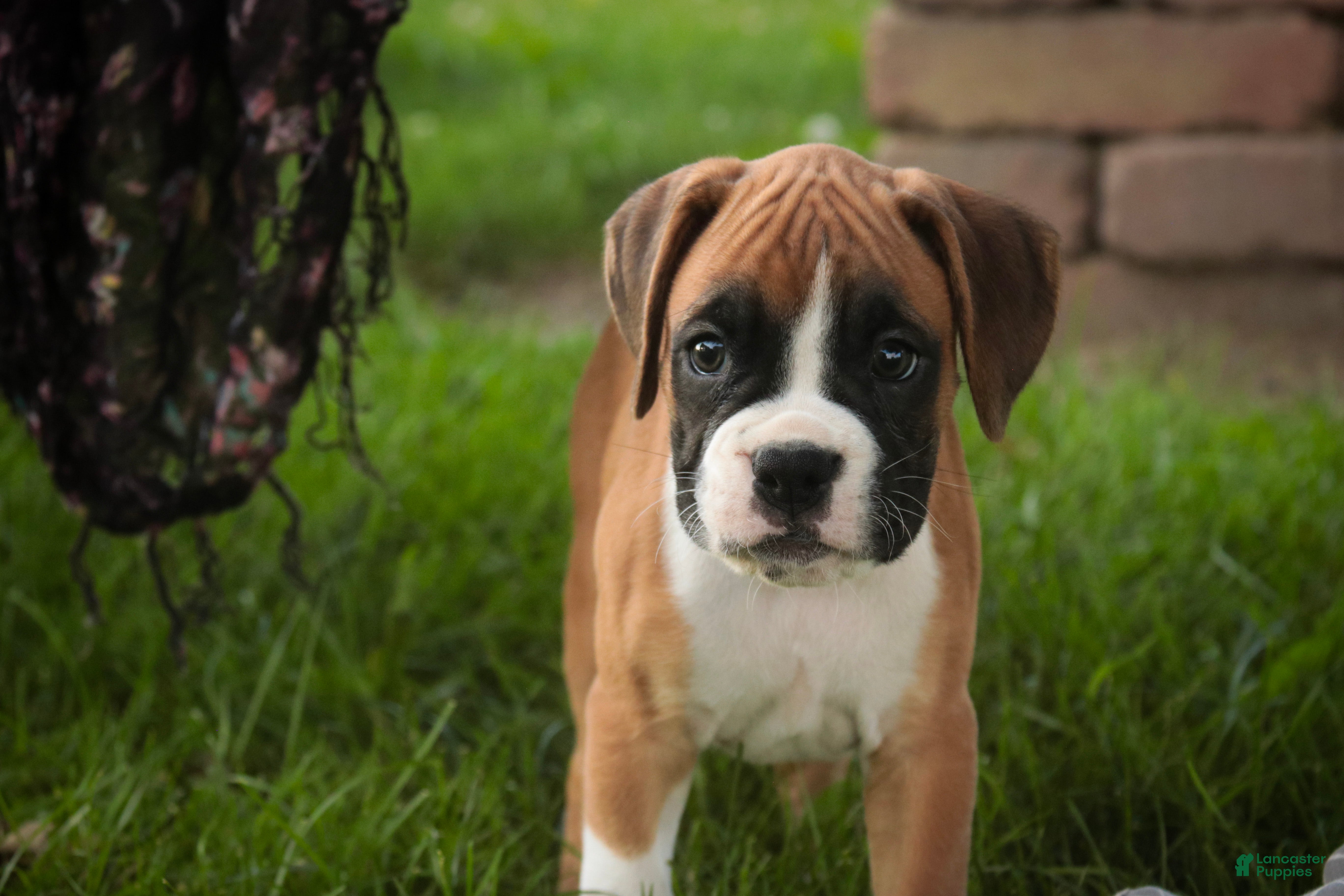 Boxer dogs Tracker - Ad 1