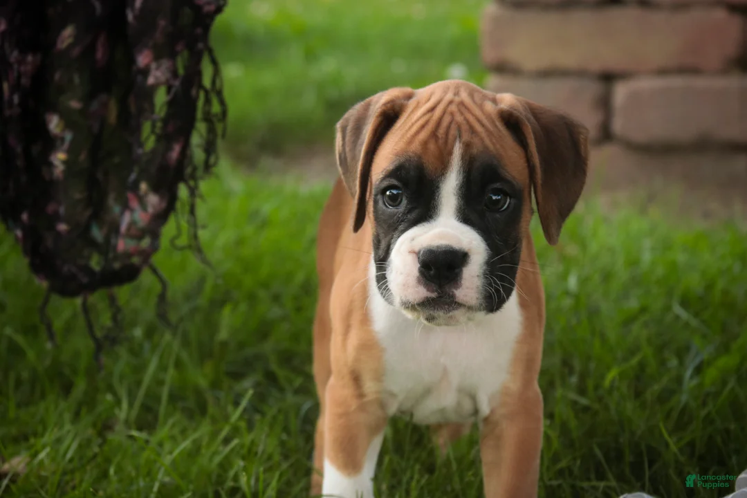 Boxer dogs for sale: Tracker - Ad 1