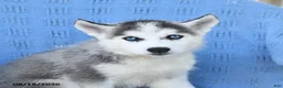 Siberian Husky dogs for sale: Natasha - Ad 3