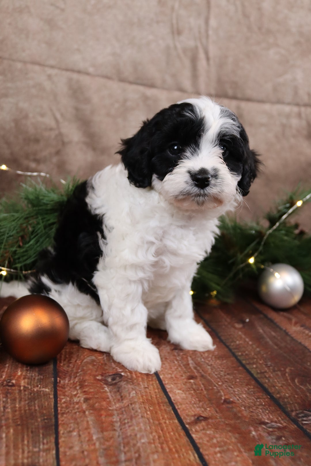 Cavapoo dogs for sale: Snockflake - Ad 4