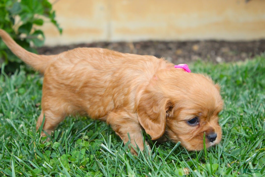 Cavalier King Charles Spaniel dogs for sale: Charlotte - Genetic Tested Parents - Ad 16