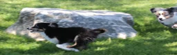 Toy Australian Shepherd dogs for sale: Shep is a blue merle with tail - Ad 4