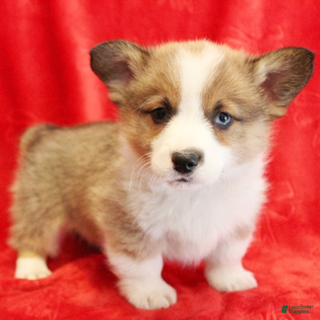 Welsh Corgi Pembroke dogs for sale: Prancer Genetically CLEAR - Ad 2