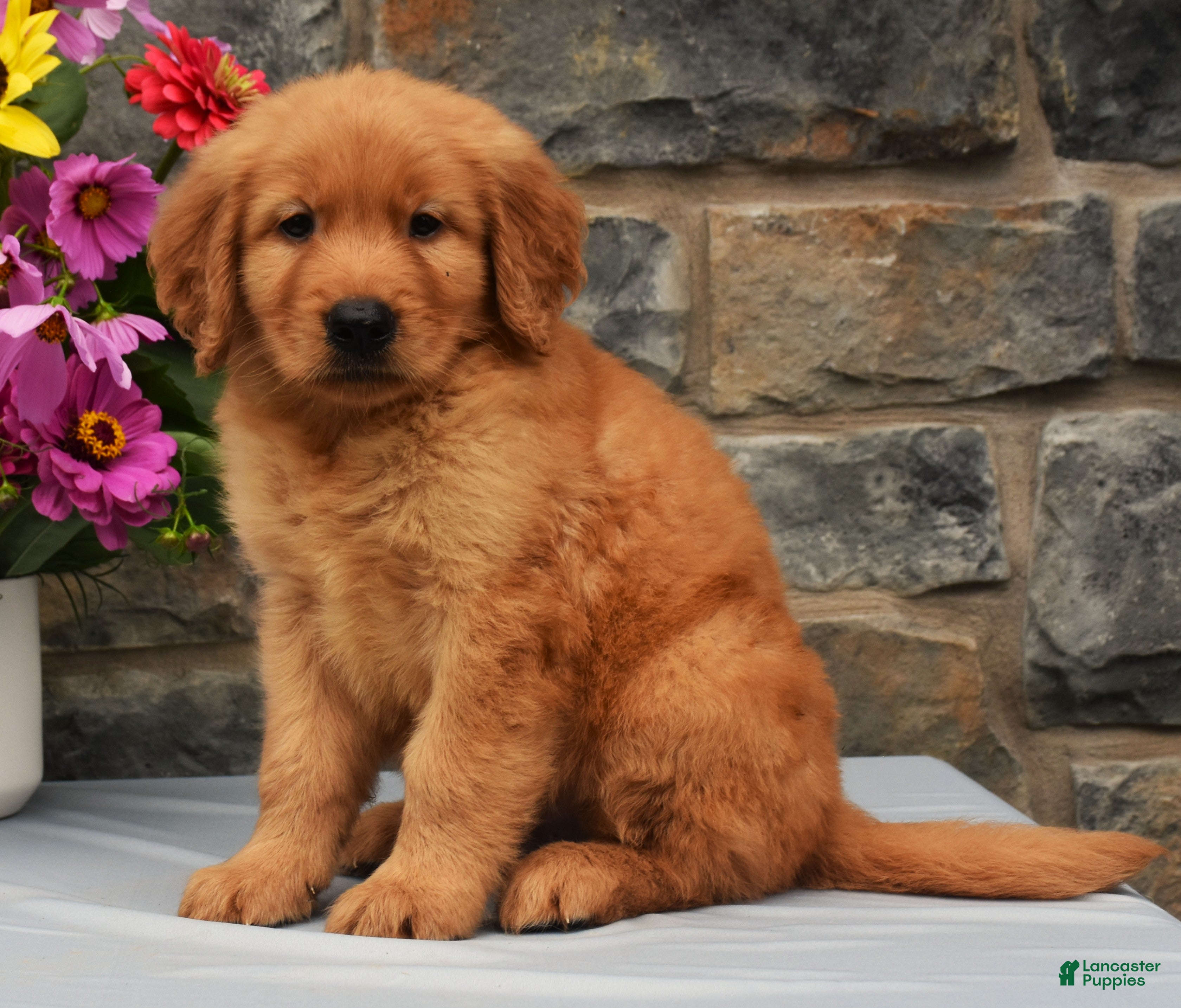 Golden Retriever dogs Scotty - Ad 2