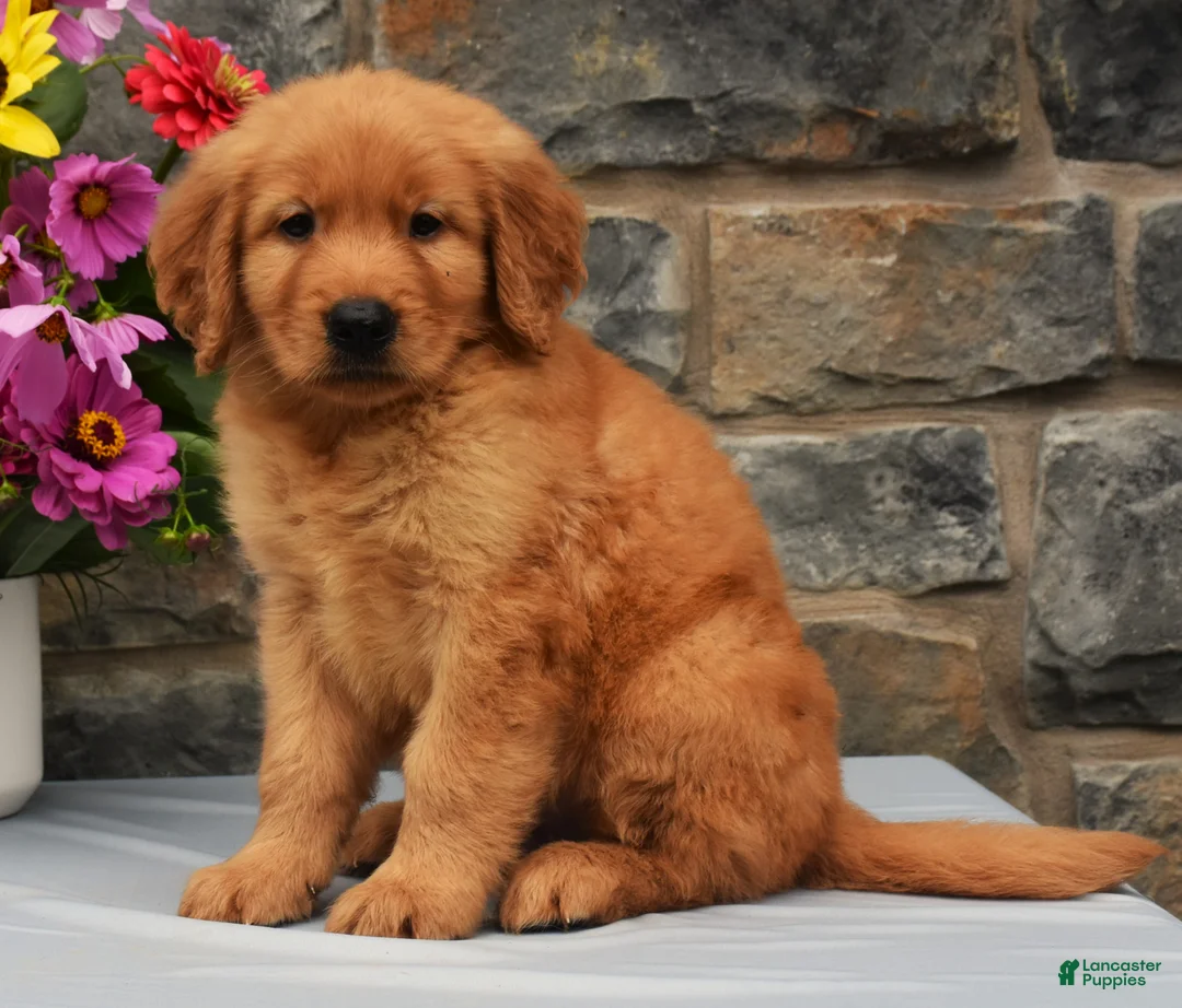 Golden Retriever dogs for sale: Scotty - Ad 2