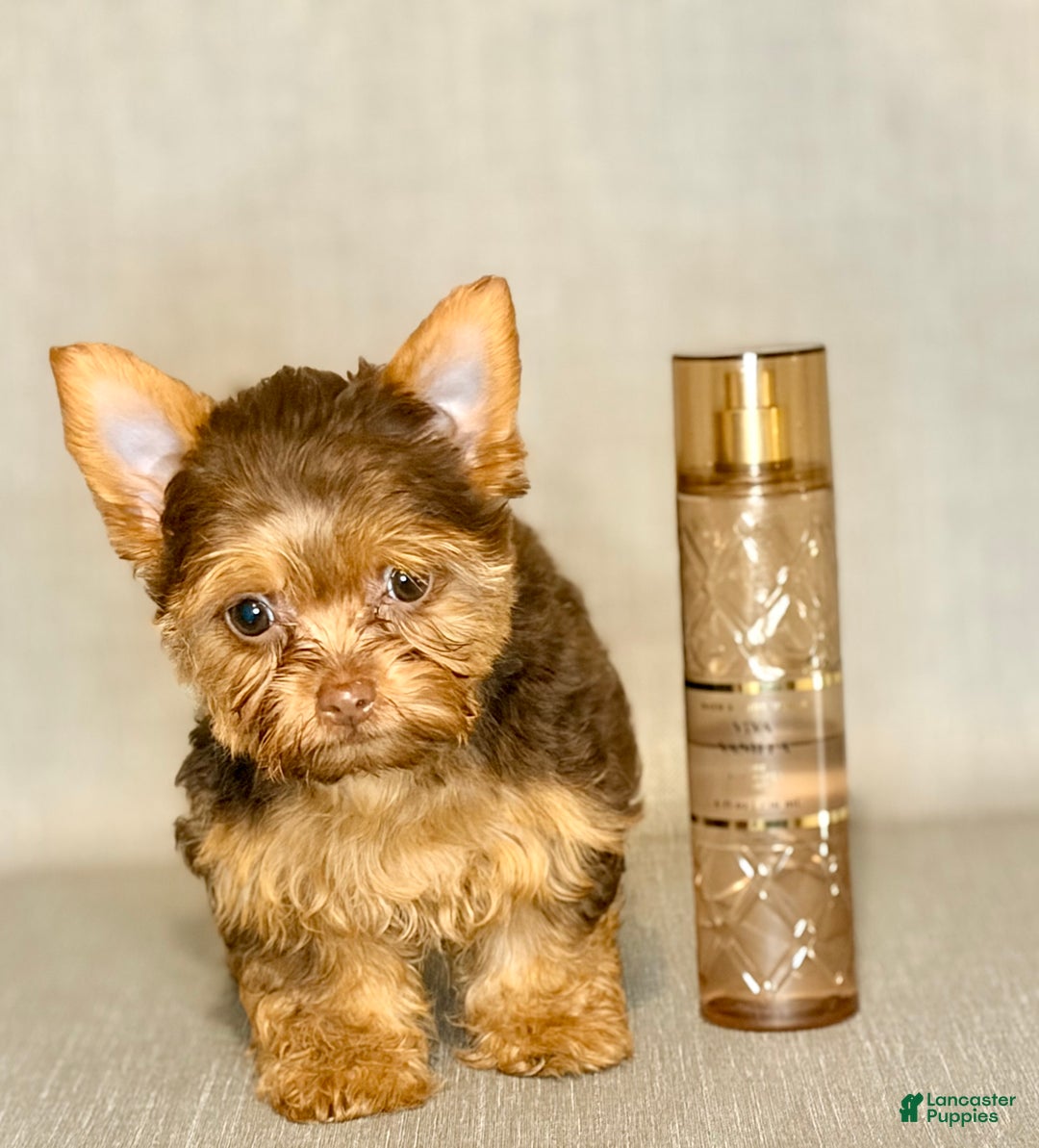 Yorkshire Terrier dogs for sale: Mocha *GET NOW* PAY LATER* - Ad 2