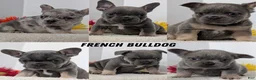 French Bulldog dogs for sale: Tessa - Ad 12