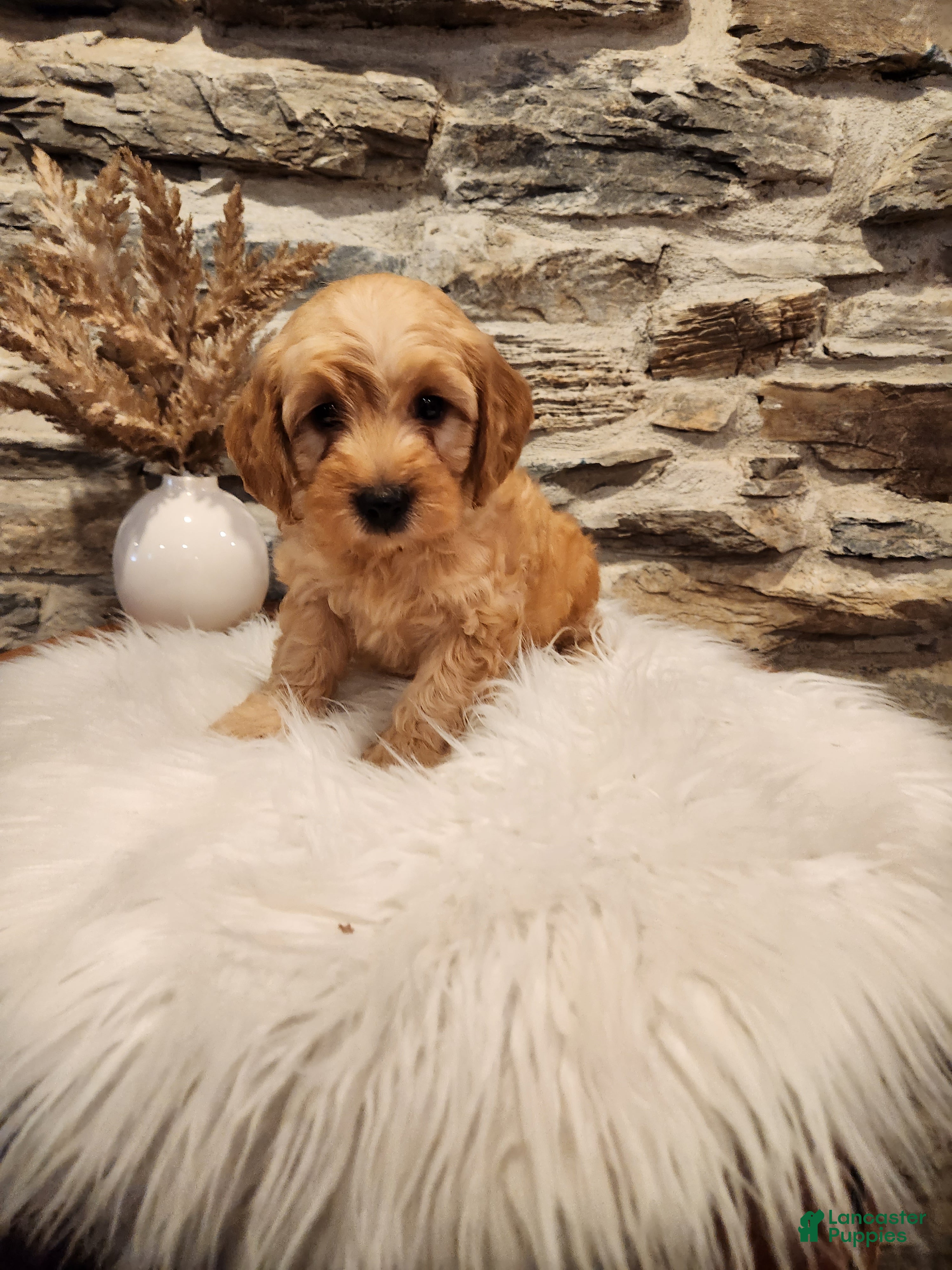 Mini Goldendoodle dogs BARKLEY - Mini Goldendoodle Puppy 1 - Ad 1