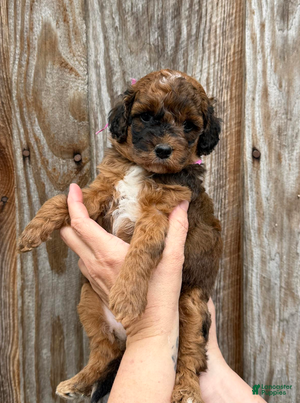 Goldendoodle dogs Pink Collar Girl - Ad 3