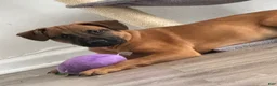 American Pit Bull Terrier dogs for sale: American Pit Bull Terrier Puppy  - Ad 3