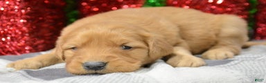 Golden Retriever Puppy 6 Gabby