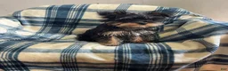 Yorkshire Terrier dogs for sale: Cory - Ad 1