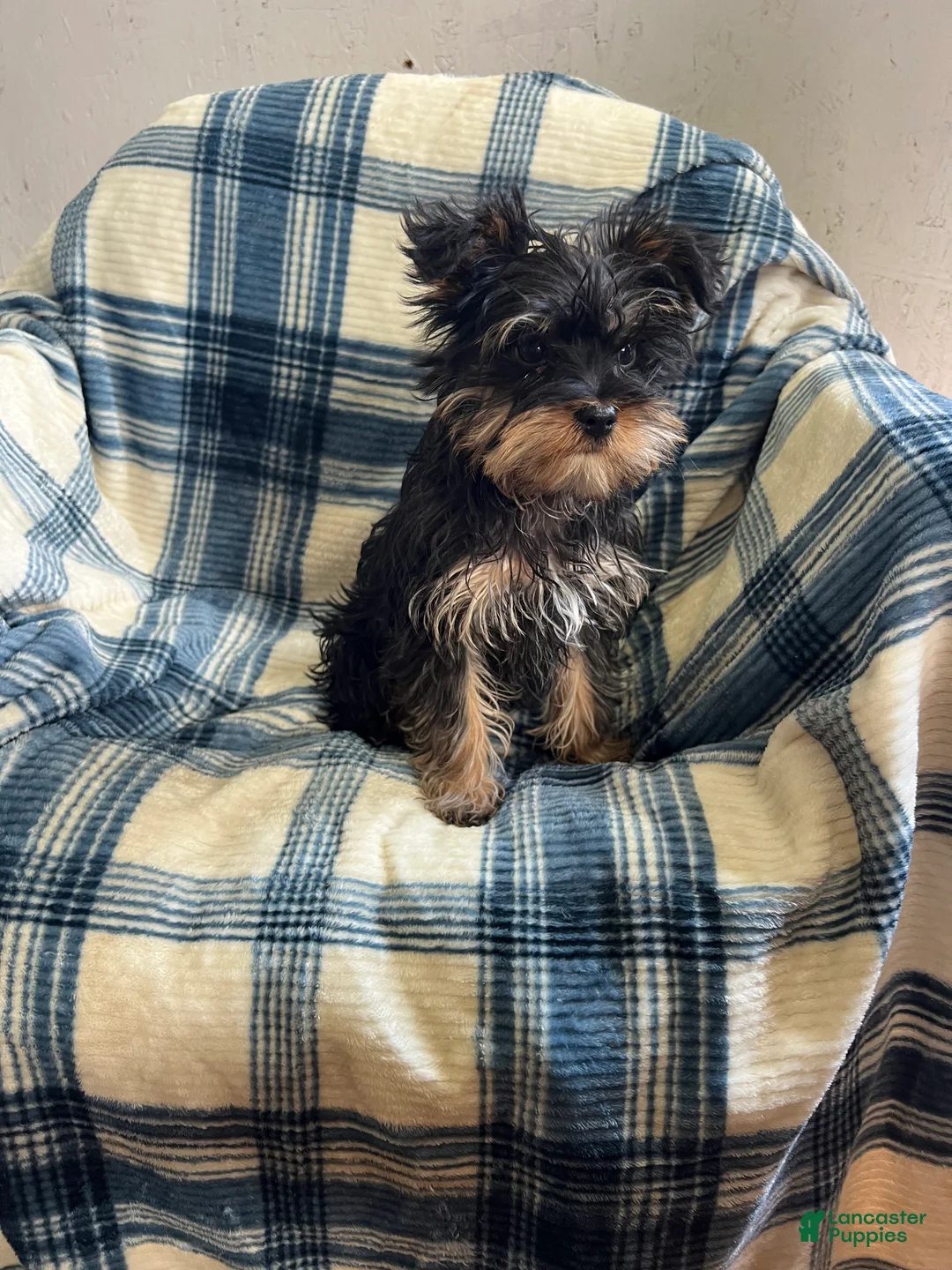 Yorkshire Terrier dogs for sale: Cory - Ad 1