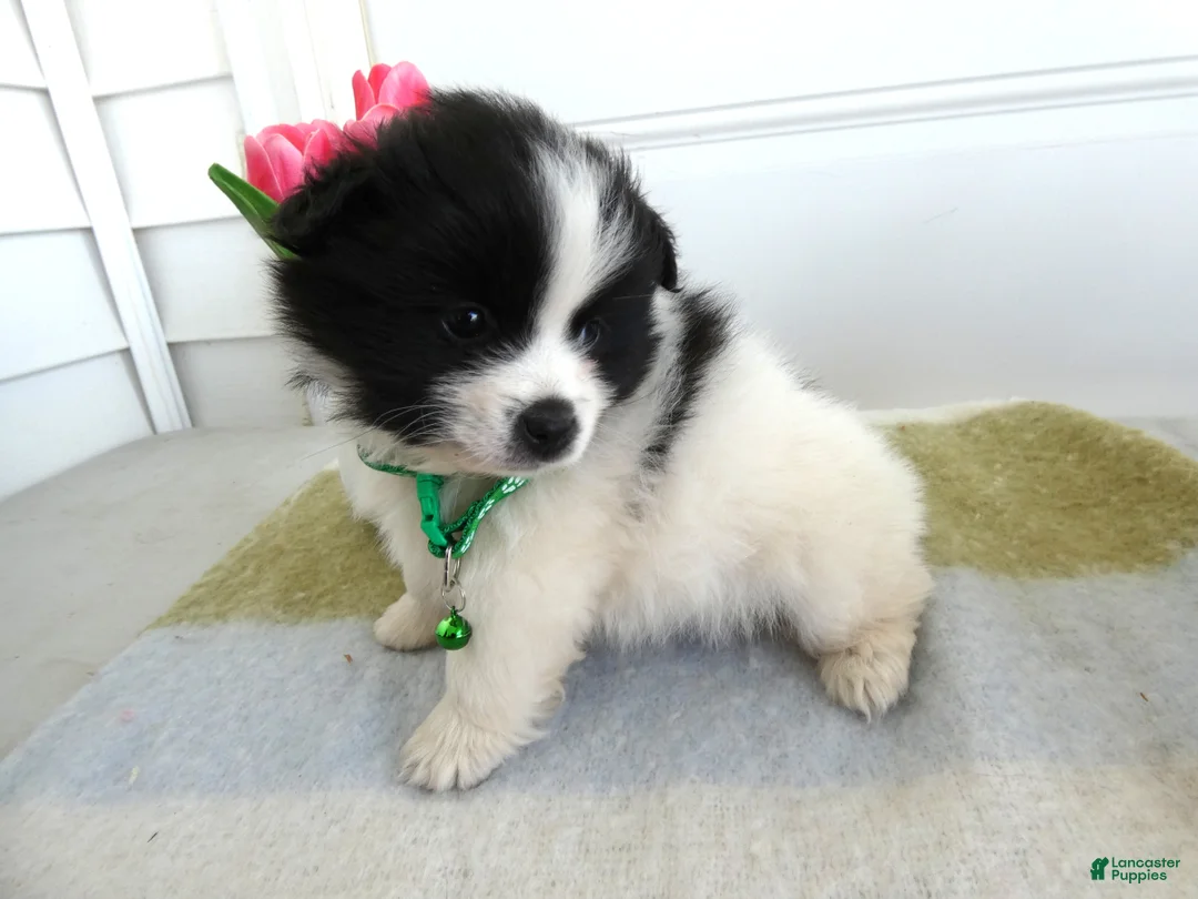 Mixed Breed dogs for sale: Mixed Breed Puppy 3 Dawson - Ad 2