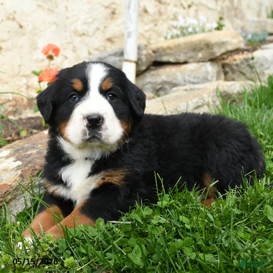 Bernese Mountain Dog dogs Greta - Ad 1