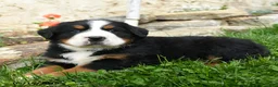 Bernese Mountain Dog dogs for sale: Greta - Ad 1