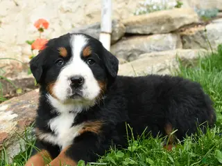 Bernese Mountain Dog dogs for sale: Greta - Ad 3