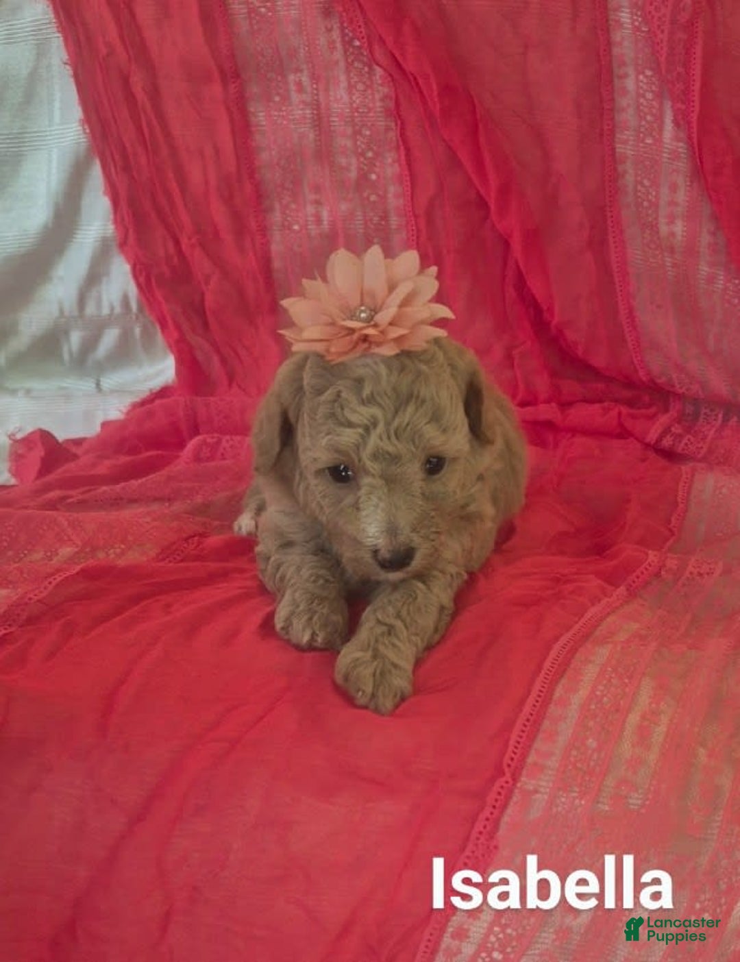 Toy Poodle dogs for sale: Isabella - Ad 1