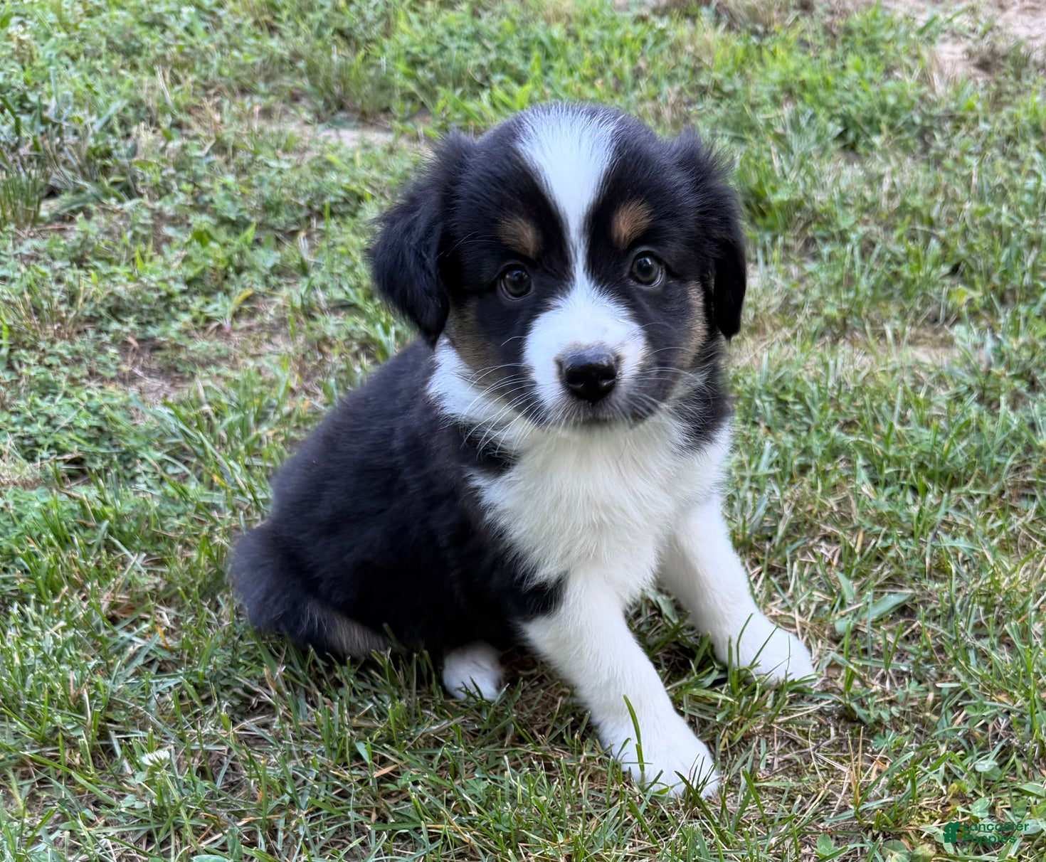Australian Shepherd dogs Daisy - Ad 1