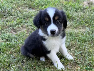 Australian Shepherd dogs for sale: Daisy - Ad 2