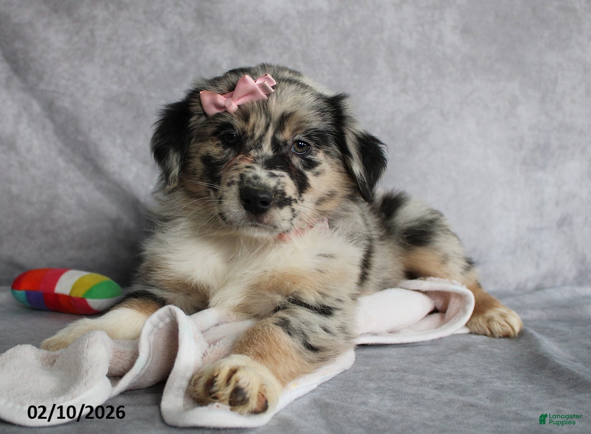Australian Shepherd dogs Daisy - Ad 1