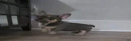 French Bulldog dogs for sale: Lil chunk - Ad 5