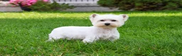 West Highland Terrier dogs for sale: Caroline - Ad 8