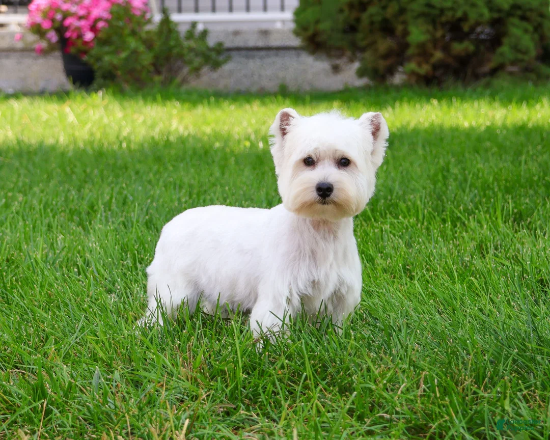 West Highland Terrier dogs for sale: Caroline - Ad 8