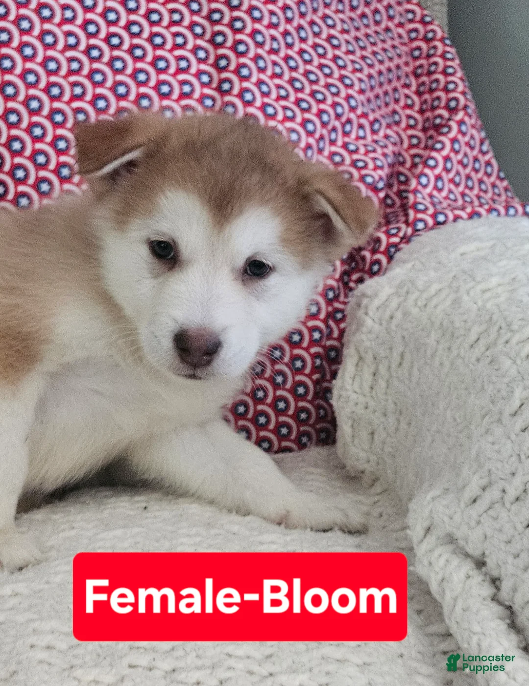 Alaskan Malamute dogs for sale: Alaskan Malamute 2 - Ad 1
