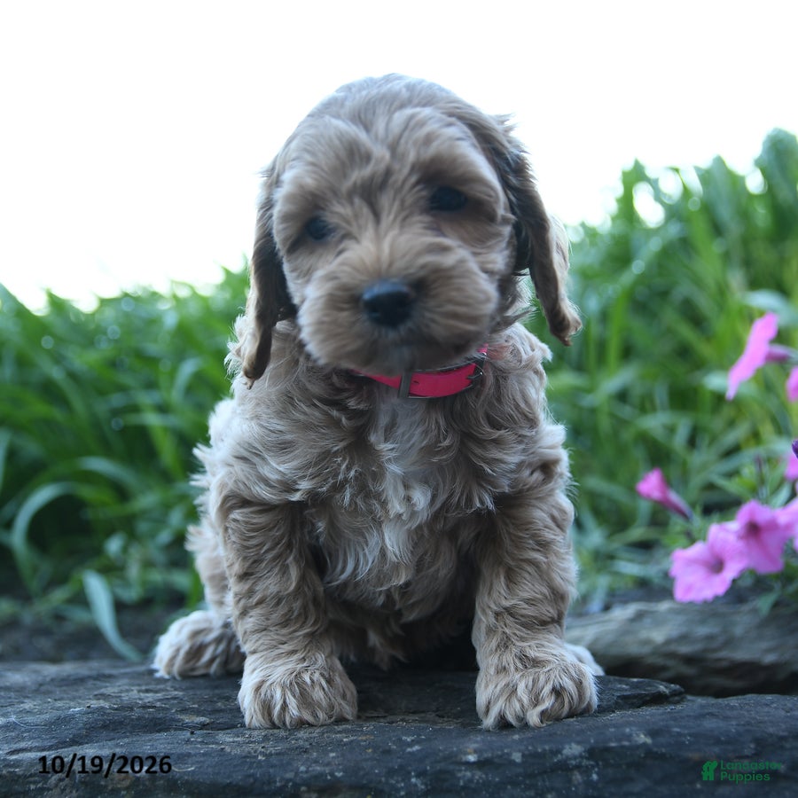 Cockapoo dogs Poppy - Ad 1