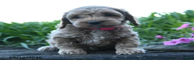 Poppy