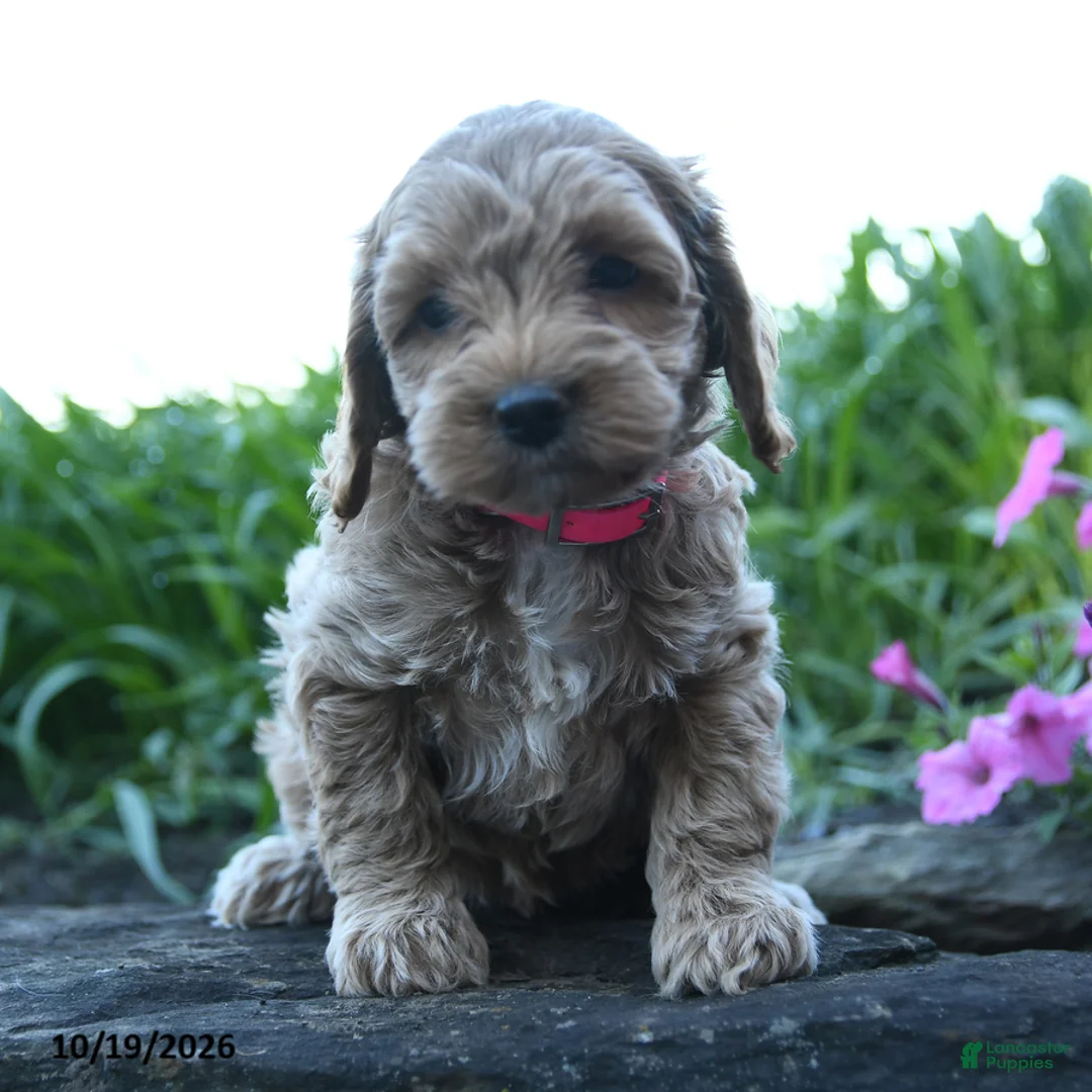 Cockapoo dogs for sale: Poppy - Ad 1