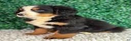 Bernese Mountain Dog dogs for sale: Nala  - Ad 4