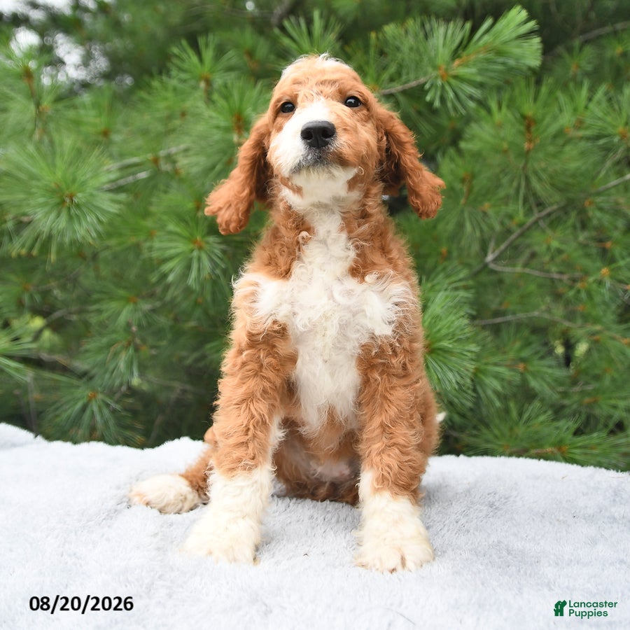 Mini Goldendoodle dogs Fancy  - Ad 2