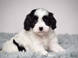 Cavapoo dogs - Ad 42