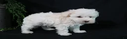 Maltese dogs for sale: Molly - Ad 9