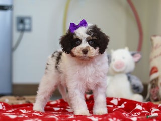 Mini Aussiedoodle dogs Sugary - Ad 25