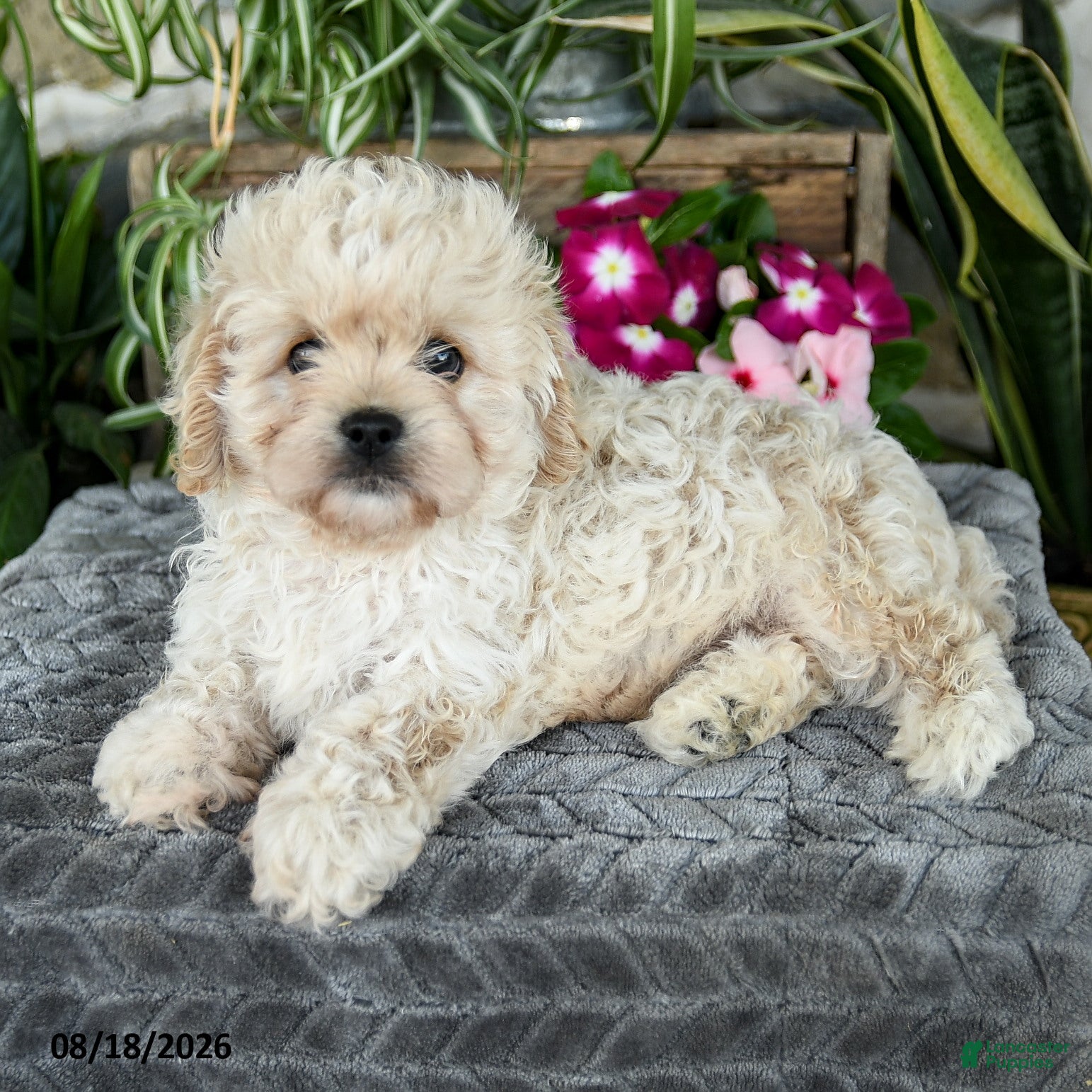 Cavapoo dogs Tanner - Ad 2